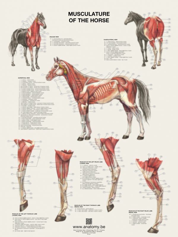 Preview of the horse musculature poster