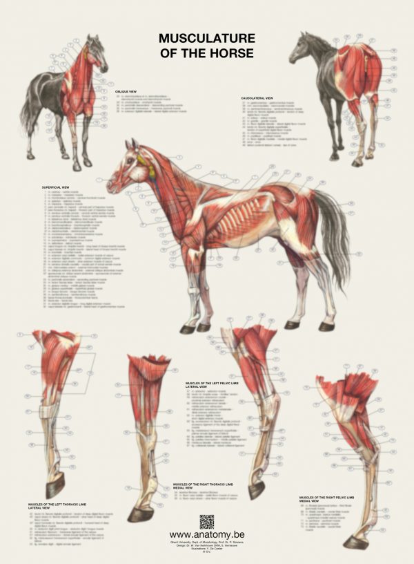 Preview of the horse musculature poster