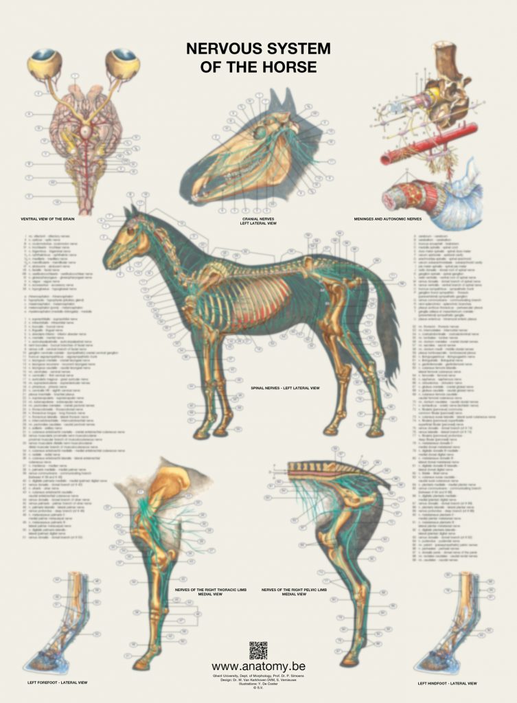 Preview of the nervous system of the horse poster