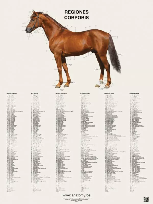 Preview of the horse regions poster
