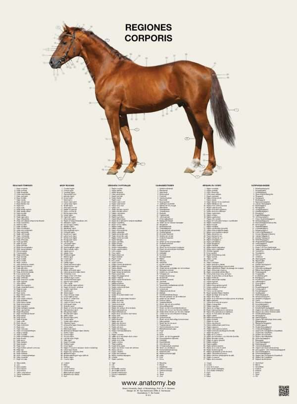 Preview of the horse regions poster