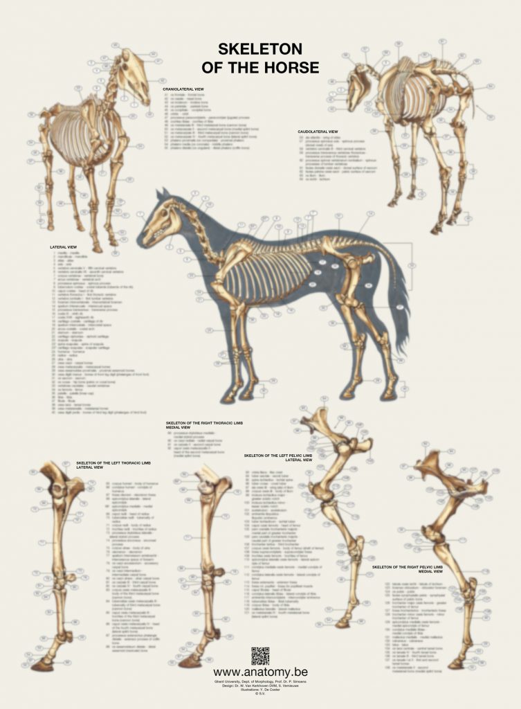 Preview of the horse skeleton poster