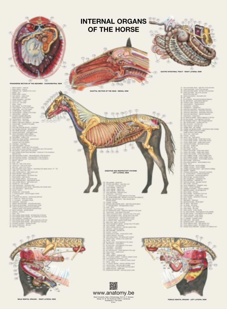Preview of the internal organs of the horse poster