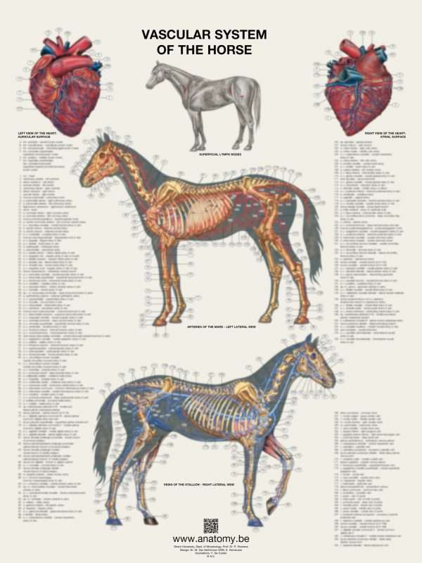 Preview of the vascular system of the horse poster