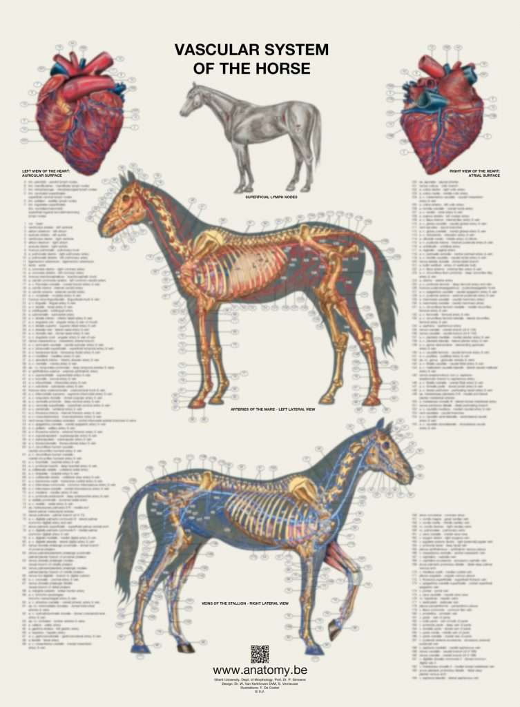 Preview of the vascular system of the horse poster