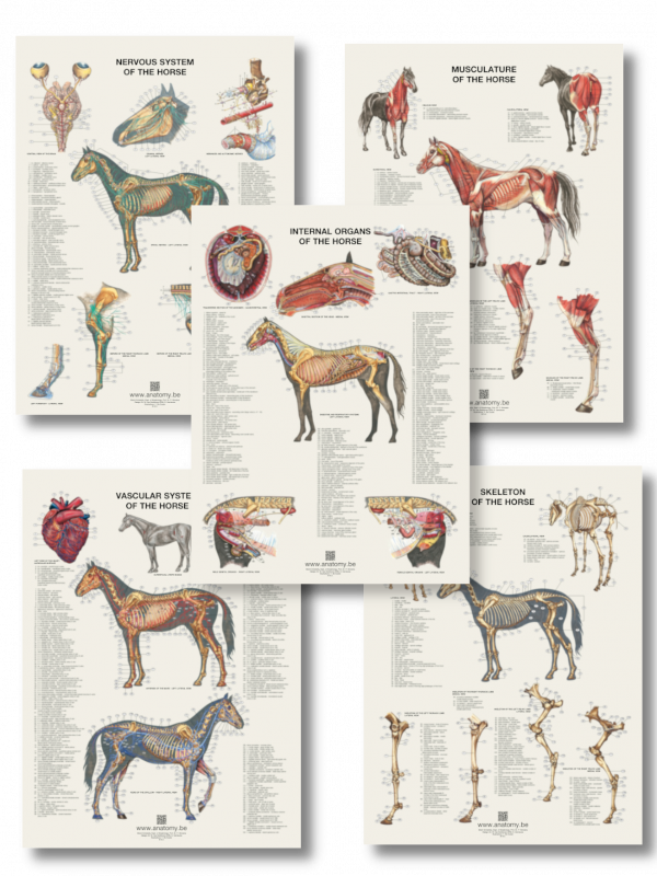 Set anatomie paardenposters