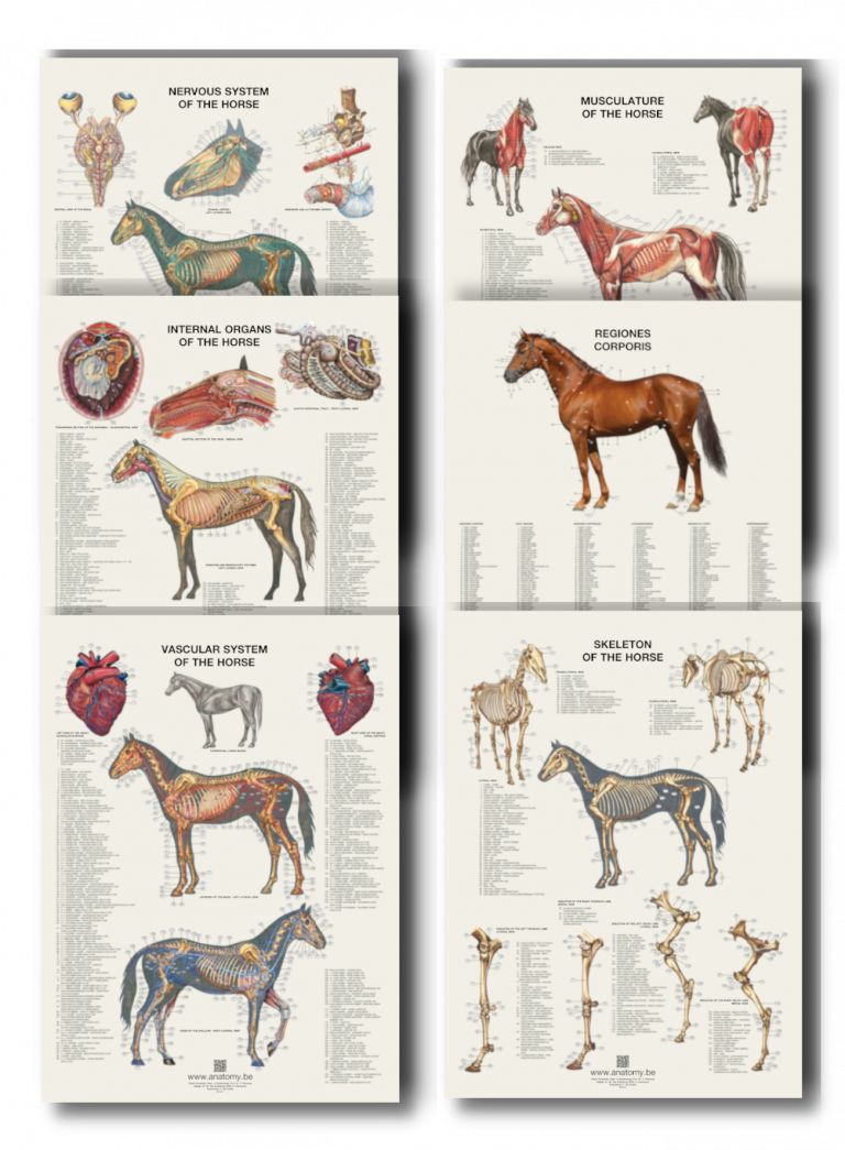 Horse anatomy posters set Immediate shipping Anatomy.be